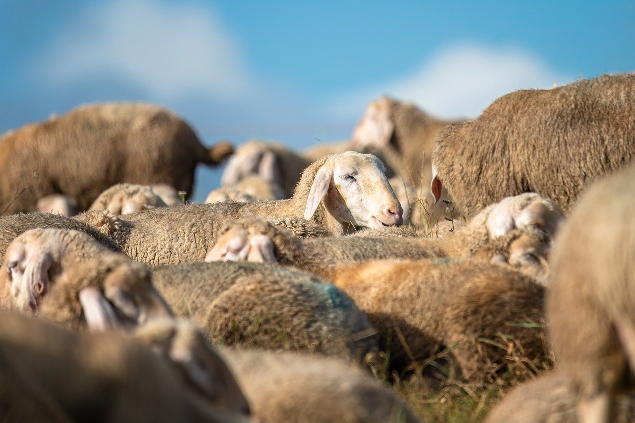 sheep-8338313_1280